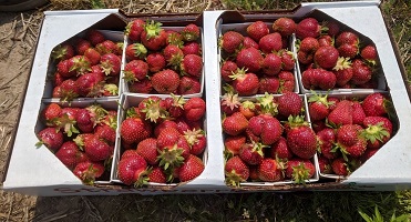 Strawberries in quart boxes